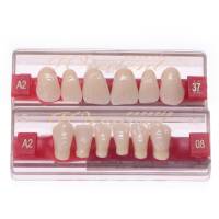 Wiedent Estetic  - zęby akrylowe przody